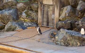 メリーランド動物園 ボルチモア エクスペディア メリーランド動物園 ボルチモア エクスペディア