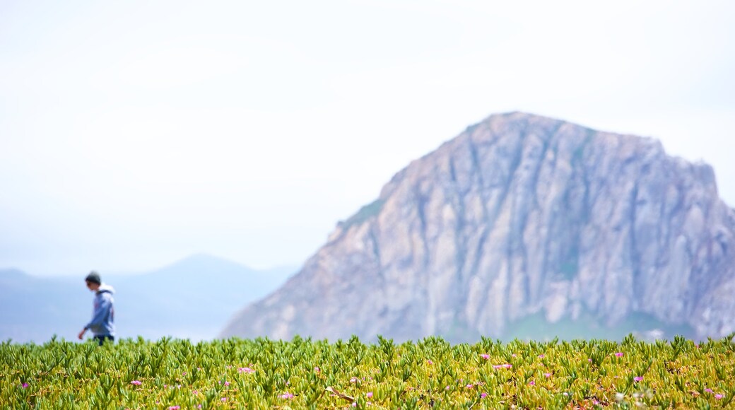 Morro Rock montrant montagnes et fleurs sauvages aussi bien que homme