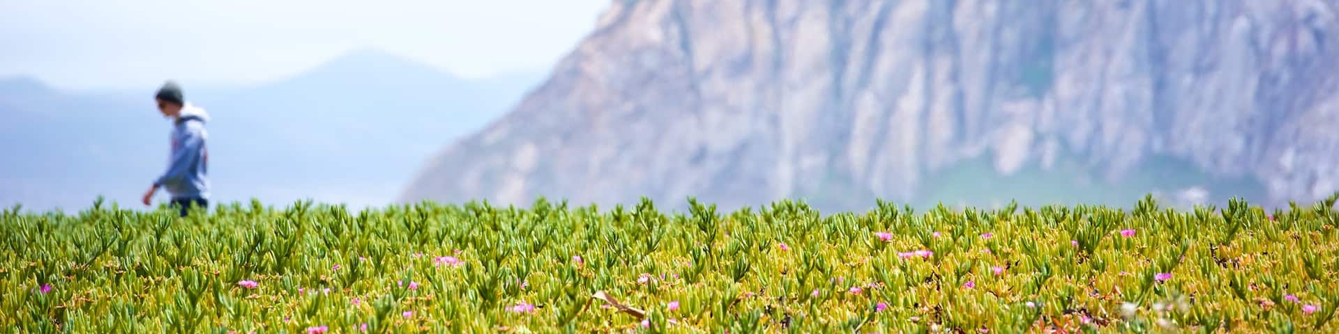 Morro Rock which includes wildflowers and mountains as well as an individual male