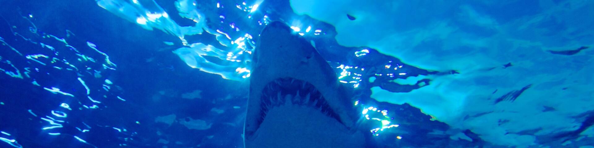 Ripley\'s Aquarium showing marine life