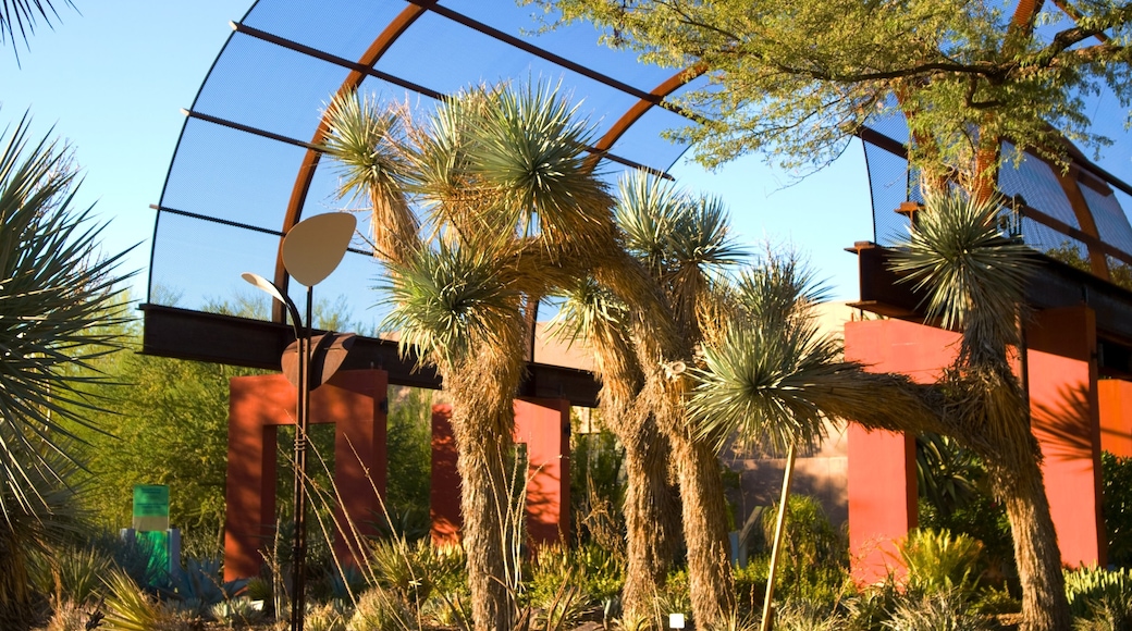 Desert Botanical Garden que incluye un jardín