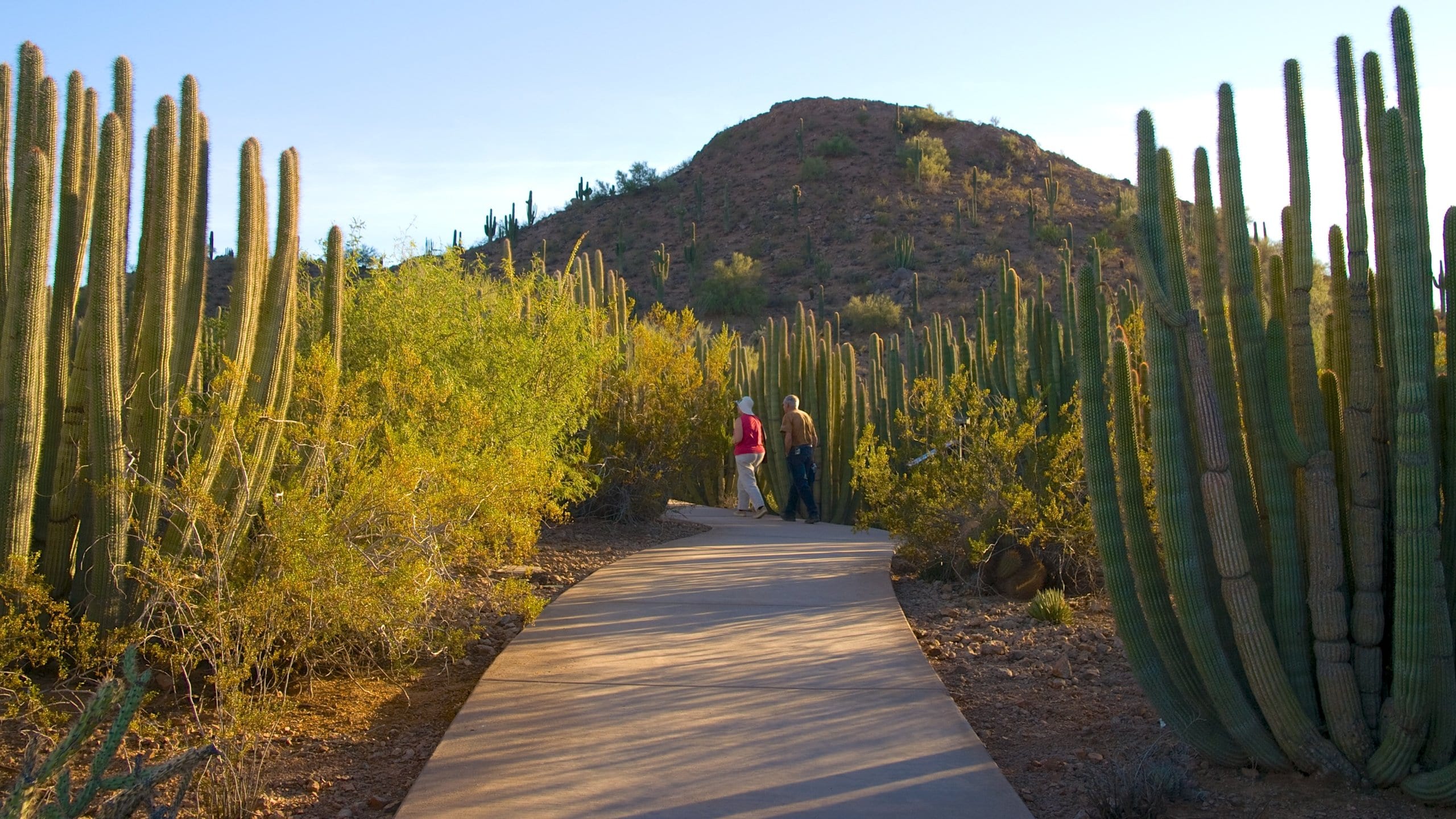 Desert Botanical Garden which includes hiking or walking, landscape views and a park