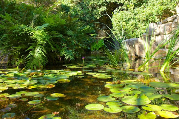 Zilker Botanical Garden das einen Park, Landschaften und See oder Wasserstelle