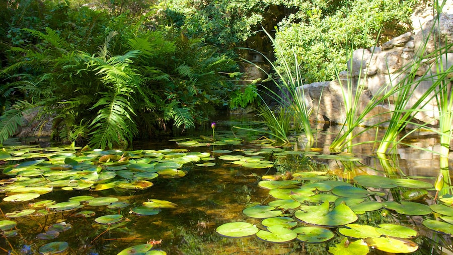 Zilker Botanical Garden showing wetlands, landscape views and a garden