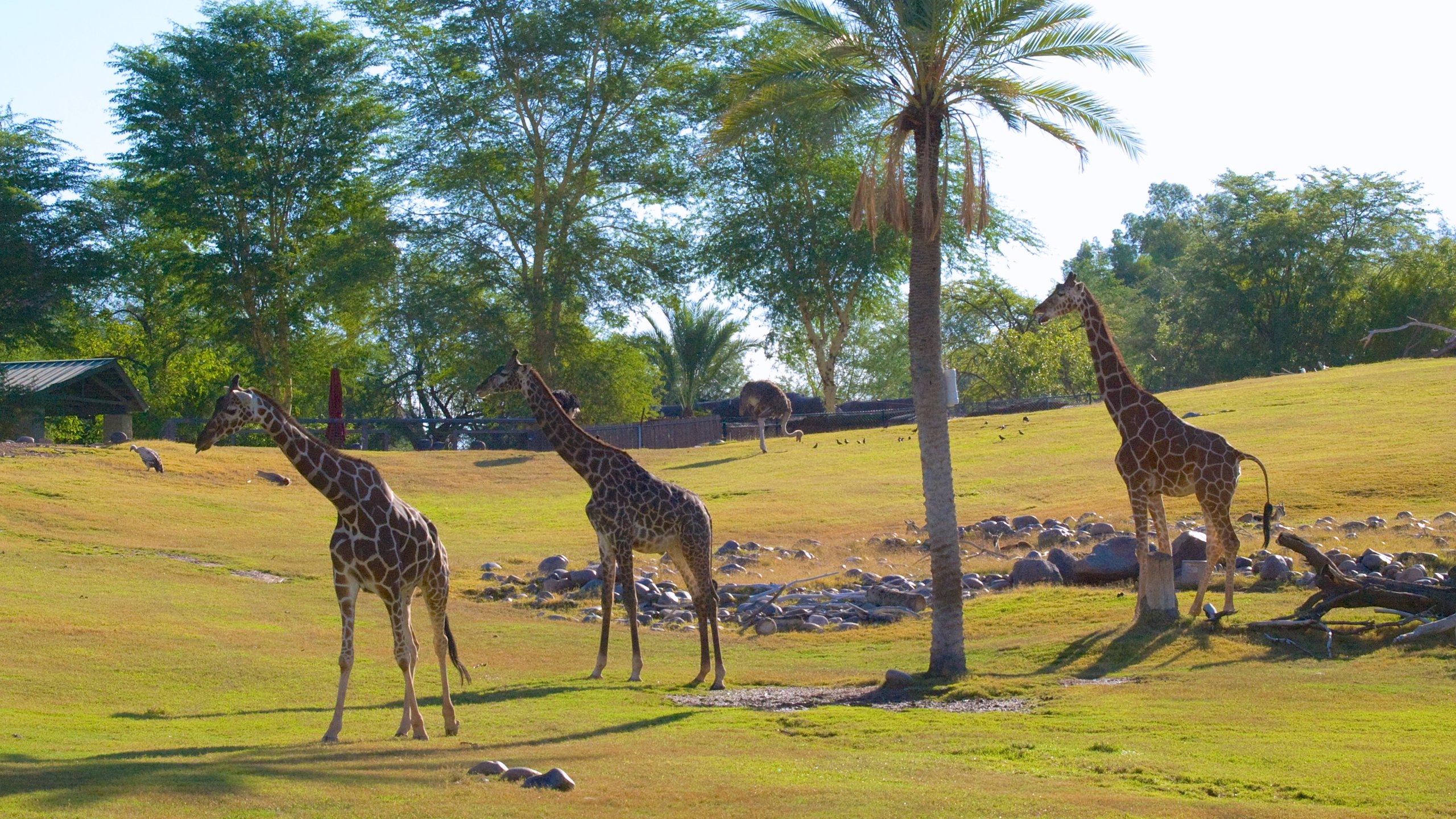 are-dogs-allowed-at-the-phoenix-zoo