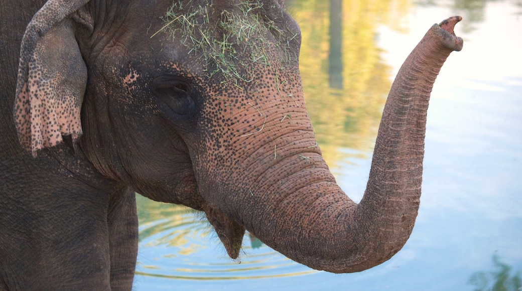 Phoenix Zoo que inclui animais de zoológico e animais terrestres