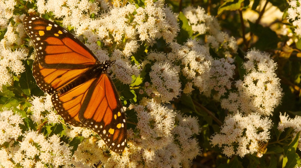 Lady Bird Johnson Wildflower Center welches beinhaltet Wildblumen, Blumen und Tiere