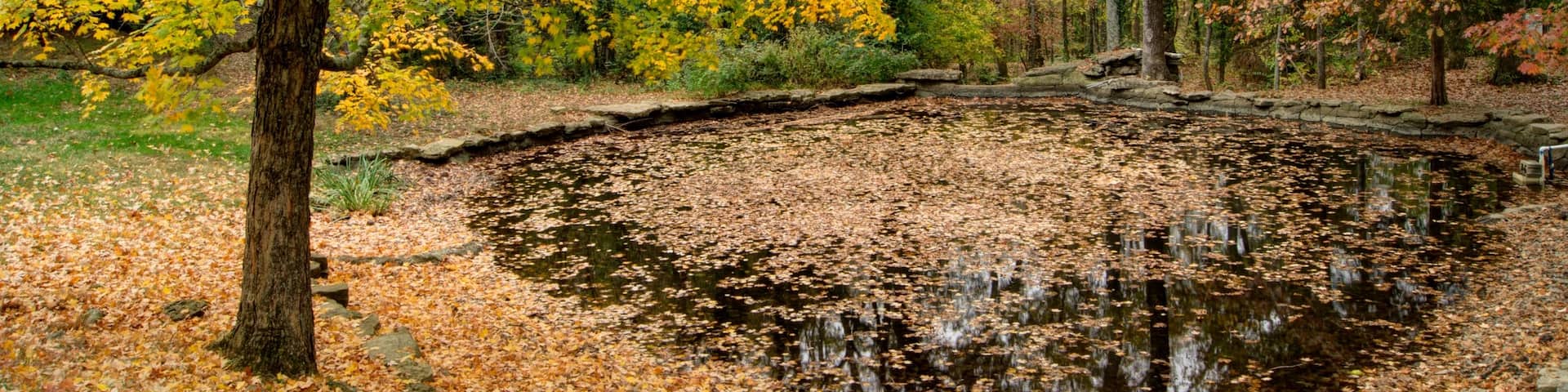 Cheekwood Botanical Gardens and Museum of Art which includes forest scenes, landscape views and autumn colours