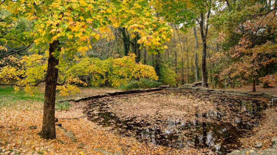 Cheekwood Botanical Gardens and Museum of Art which includes landscape views, fall colors and a garden