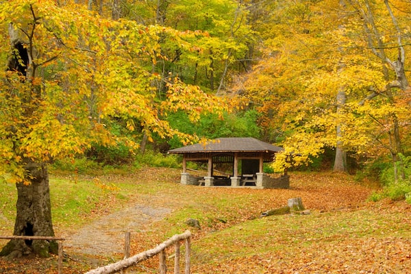 Edwin and Percy Warner Parks montrant scènes forestières, panoramas et parc
