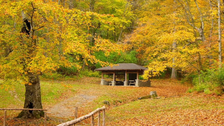 Edwin and Percy Warner Parks showing forest scenes, a park and autumn leaves