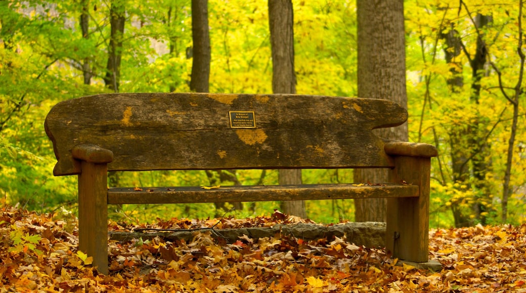 Edwin & Percy Warner Parks toont herfstbladeren, bossen en een park