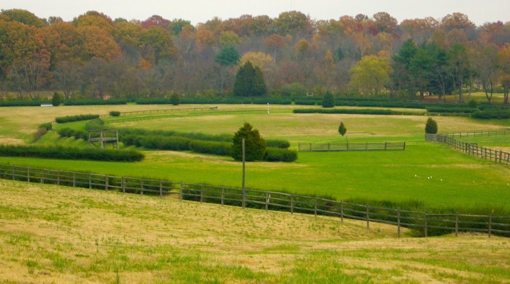 Edwin and Percy Warner Parks que inclui cores do outono, cenas tranquilas e um jardim