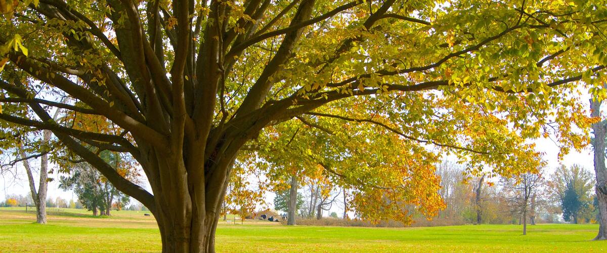 The Hermitage showing autumn leaves, a park and landscape views