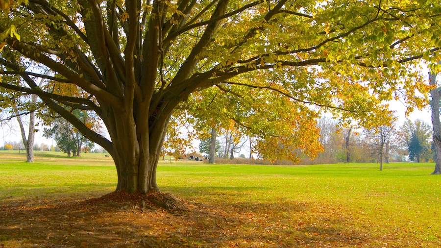 The Hermitage inclusief een tuin, landschappen en herfstbladeren