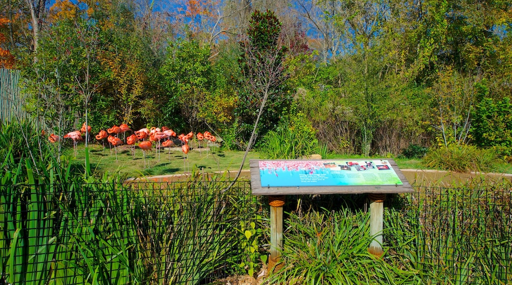 Nashville Zoo presenterar en trädgård, fåglar och zoodjur