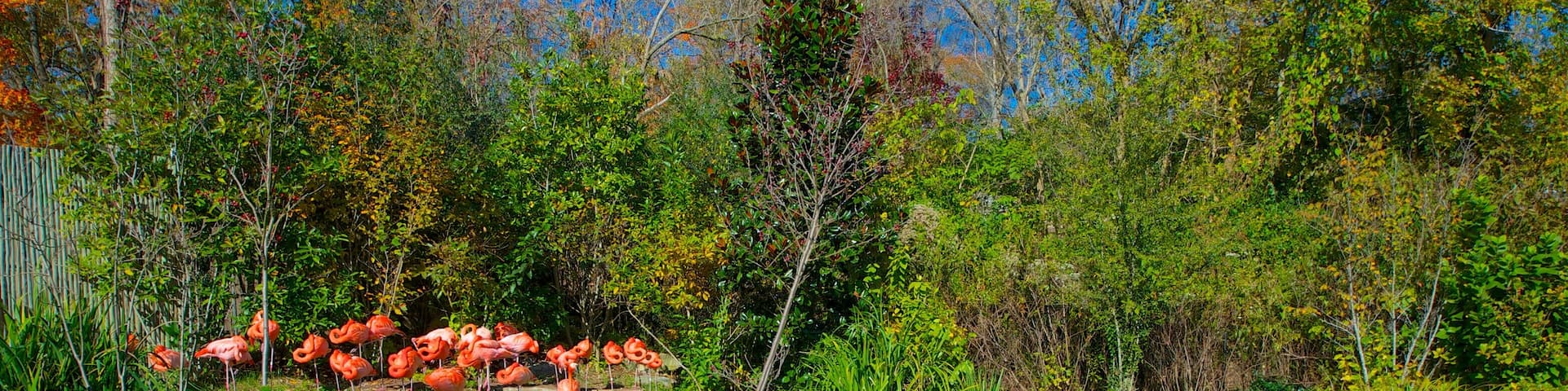 Nashville Zoo featuring bird life, zoo animals and a garden