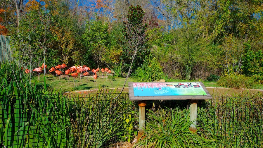Nashville Zoo featuring bird life, zoo animals and a garden