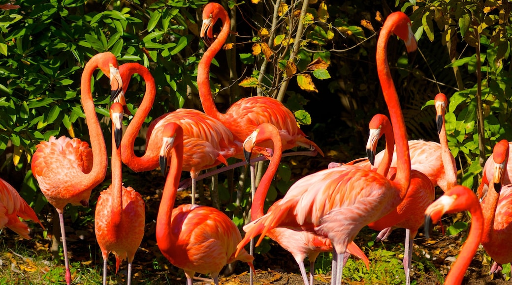 Nashville Zoo que incluye vida de las aves y animales del zoológico