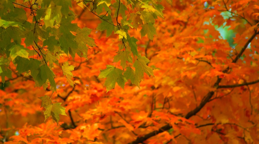 Belle Meade Plantation showing fall colors