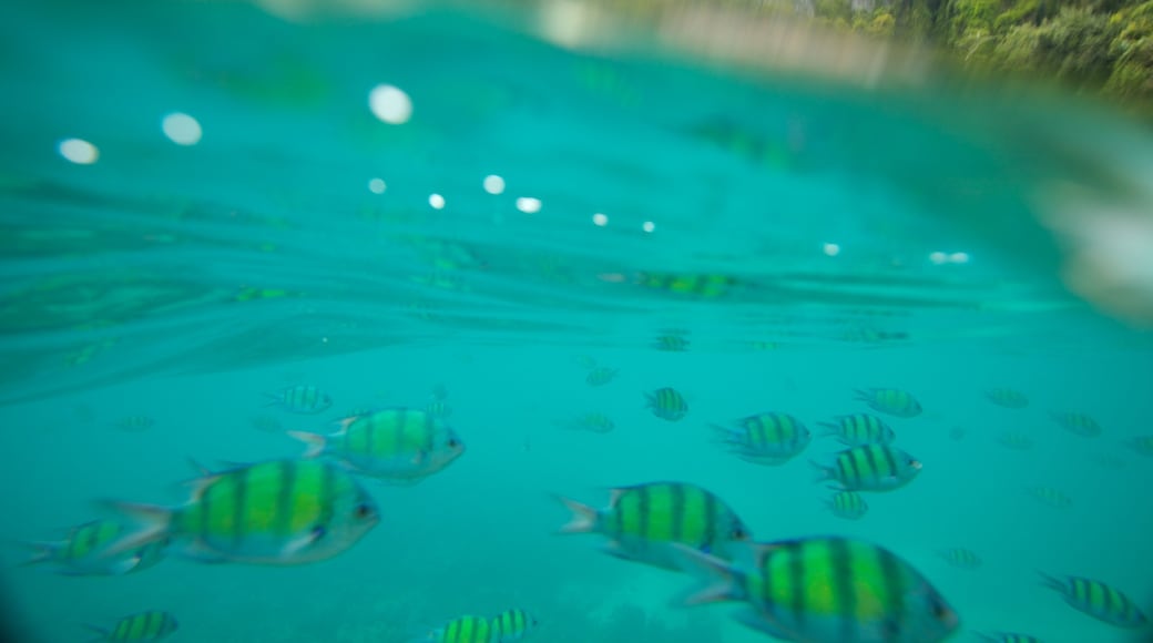 Ko Phi Phi featuring marine life