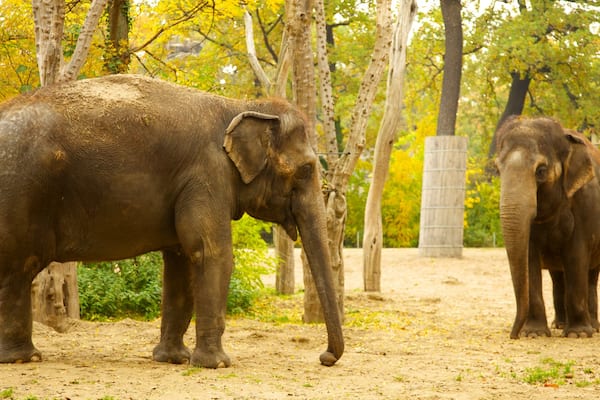 Zoo de Berlin qui includes animaux terrestres et animaux de zoo