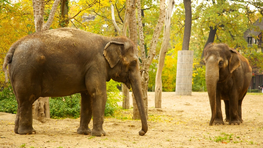 Zoológico de Berlín ofreciendo animales terrestres y animales del zoológico