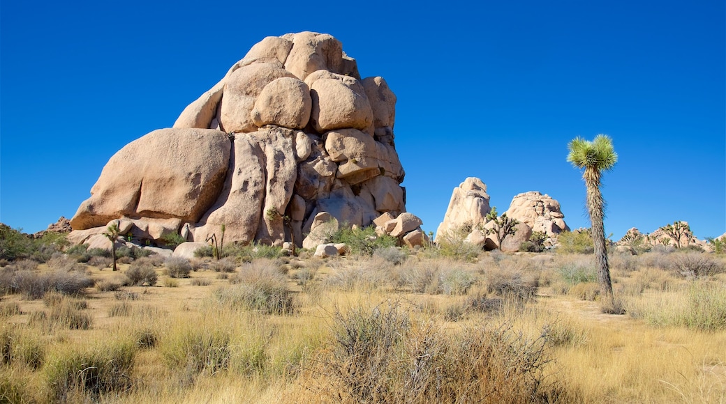 Parque Nacional Joshua Tree ofreciendo vistas al desierto