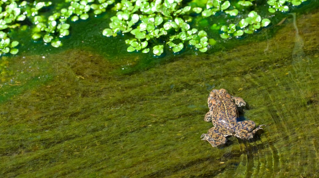 Darwin Falls showing marine life and a pond