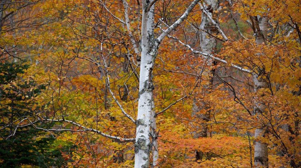 New Hampshire ofreciendo colores de otoño