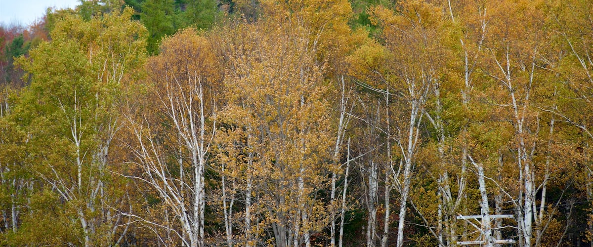 New Hampshire mostrando bosques y hojas de otoño
