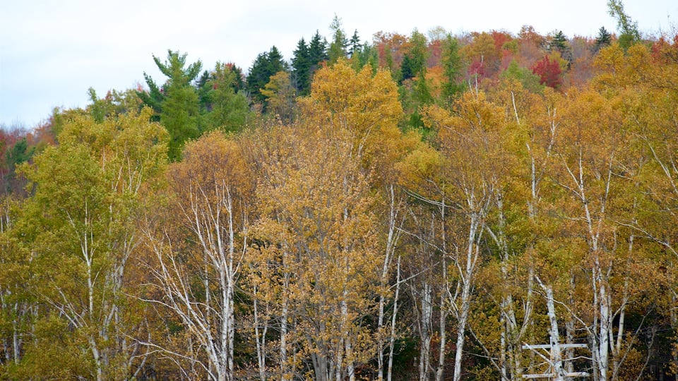 New Hampshire showing autumn leaves and forests
