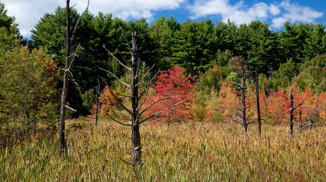 New Hampshire mostrando hojas de otoño y situaciones tranquilas