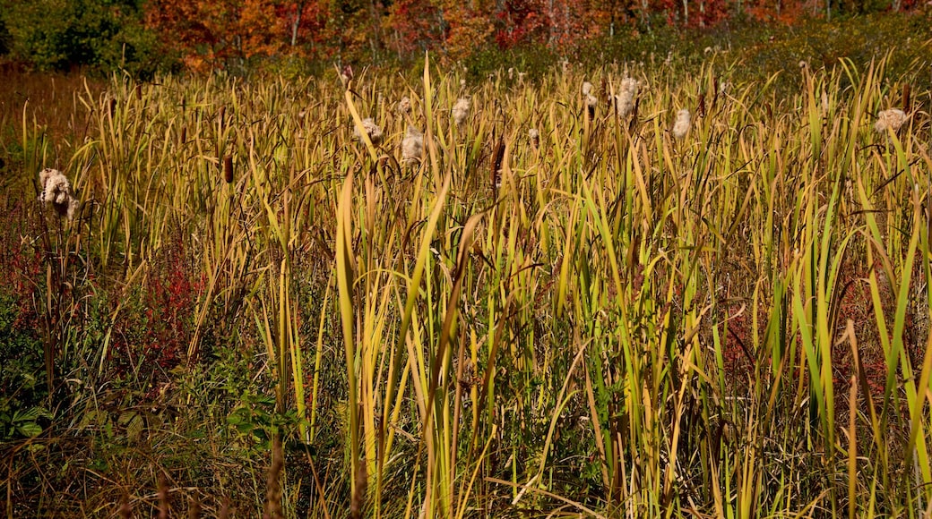 New Hampshire som visar stillsam natur