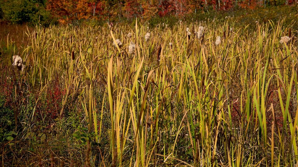 New Hampshire which includes tranquil scenes