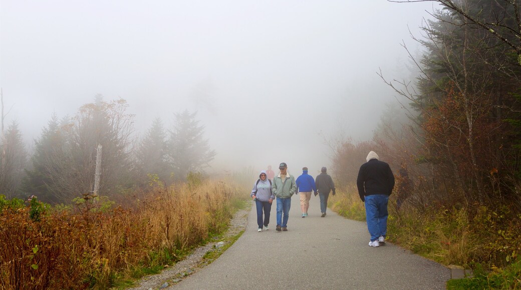 Clingmans Dome which includes a park, hiking or walking and mist or fog