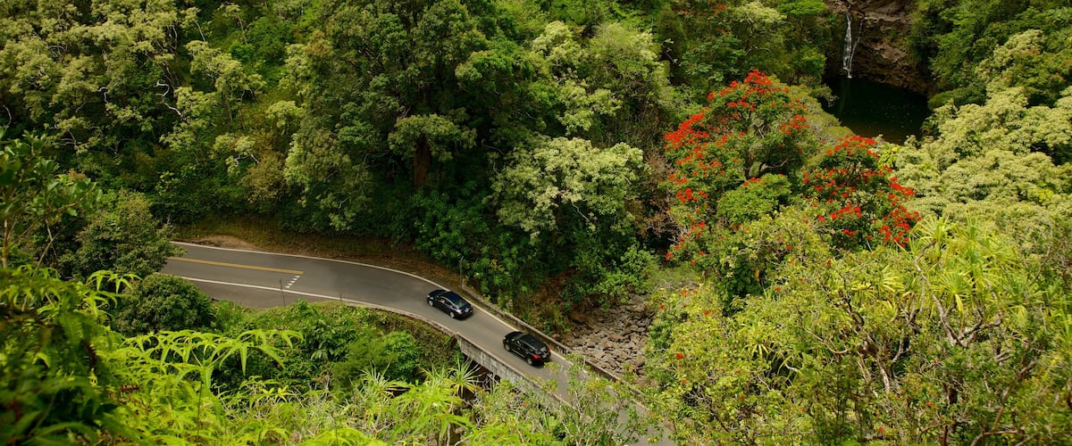 Garden of Eden Arboretum showing forests
