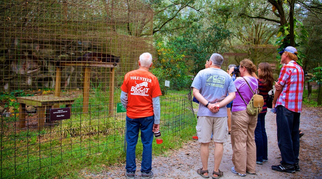 Big Cat Rescue welches beinhaltet Zootiere sowie kleine Menschengruppe