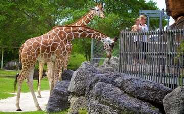 Visit Zoo Miami in Miami | Expedia