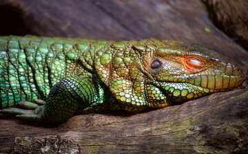 Visit Zoo Miami in Miami | Expedia