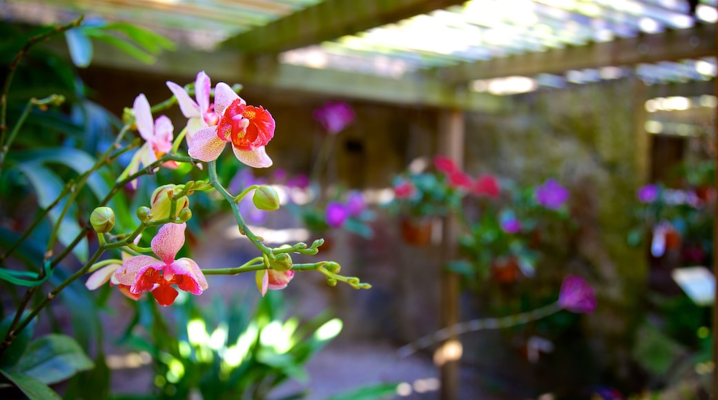 Sunken Gardens showing wild flowers and interior views