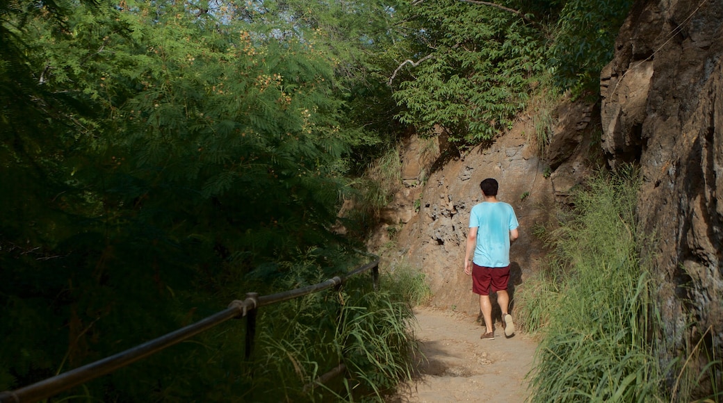 鑽石頭山 呈现出 公園 以及 一名男性