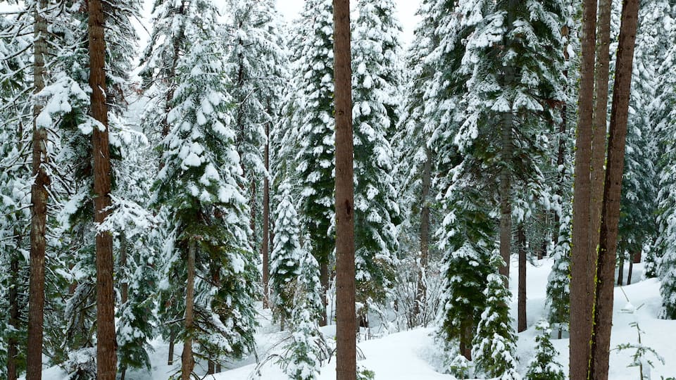 Truckee featuring forests and snow