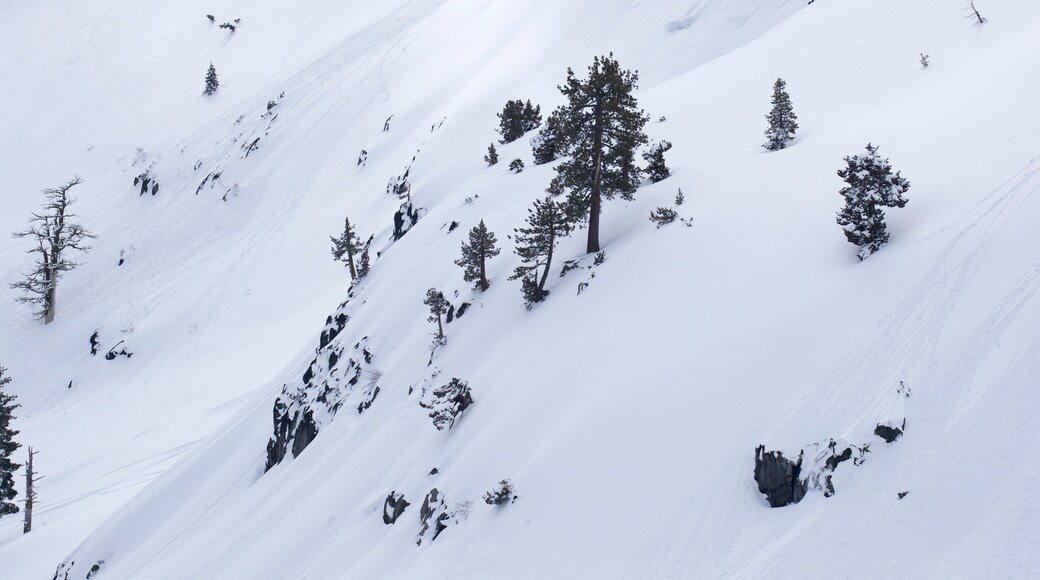 Bosque nacional Tahoe mostrando montañas y nieve