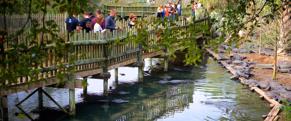St. Augustine Alligator Farm Zoological Park which includes zoo animals, a bridge and dangerous animals