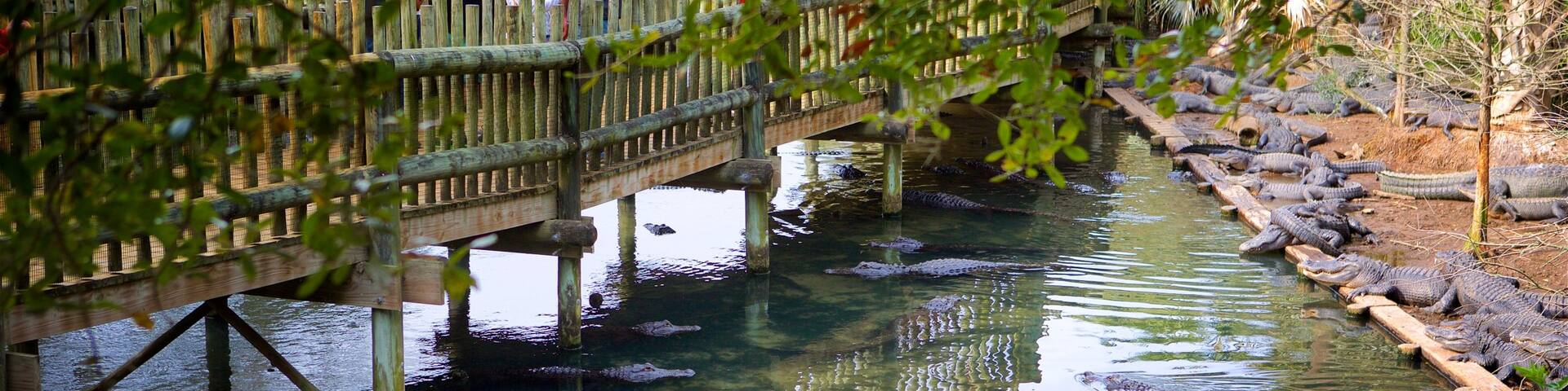 St. Augustine Alligator Farm Zoological Park welches beinhaltet Zootiere, gefĂ€hrliche Tiere und BrĂŒcke