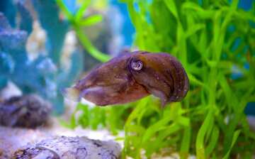 mote marine laboratory aquarium in