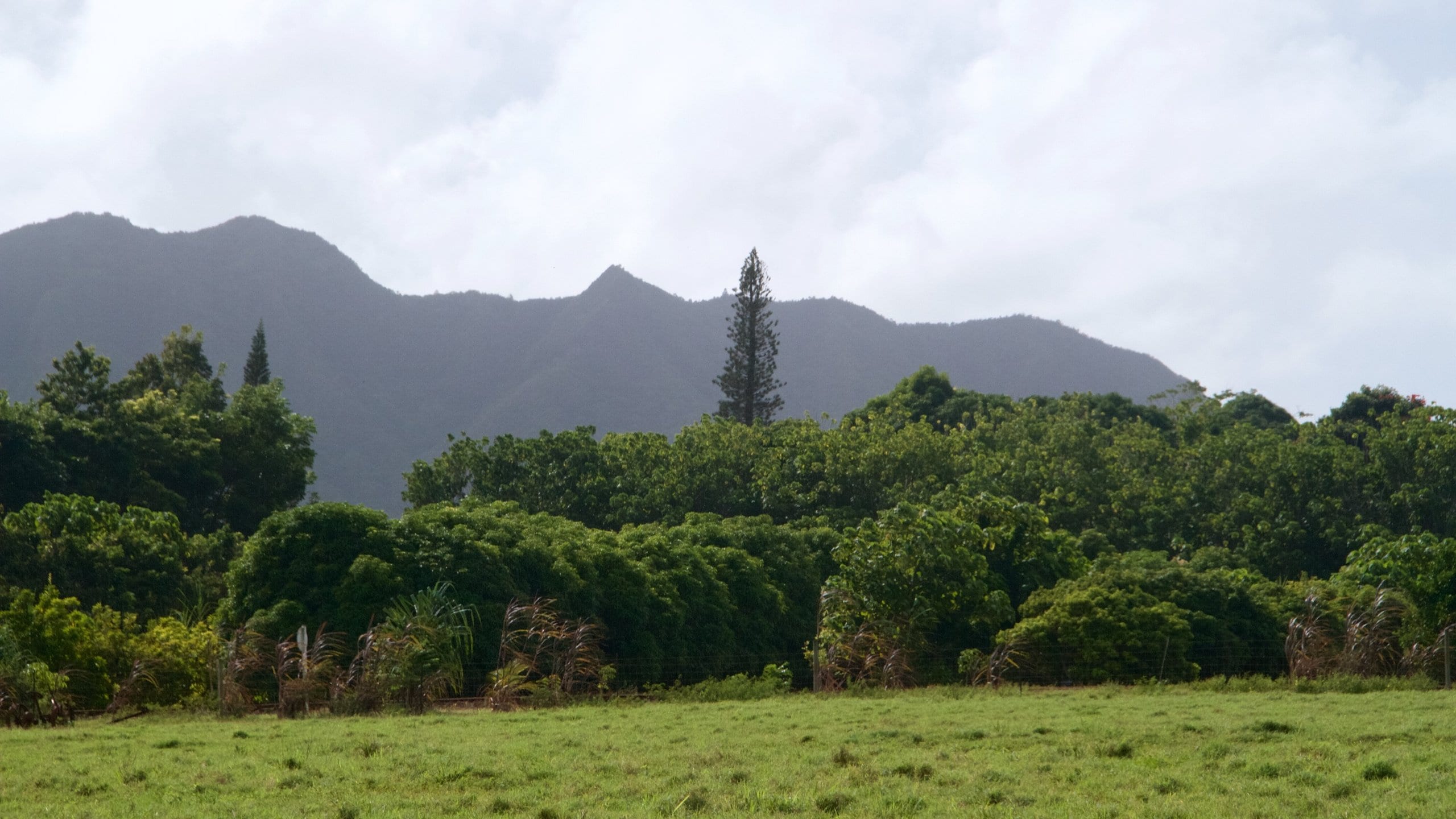 Lihue, HI Vacation Rentals house rentals & more Vrbo