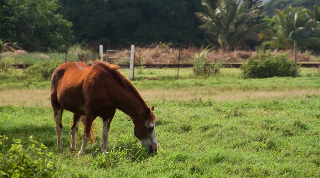 Kilohana Plantation which includes land animals and farmland