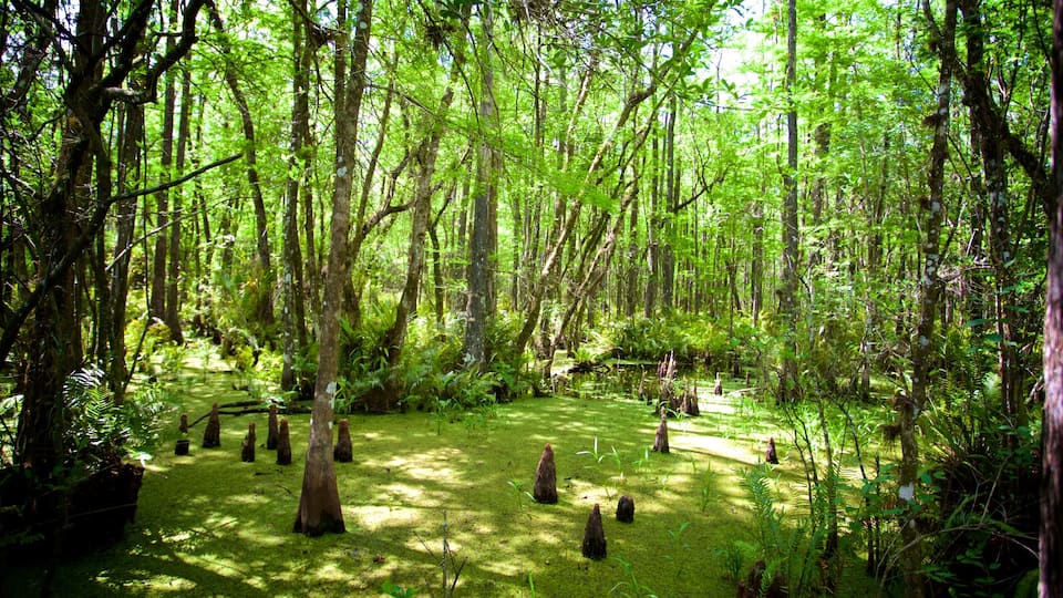 Six Mile Cypress Slough Preserve which includes a park and forests
